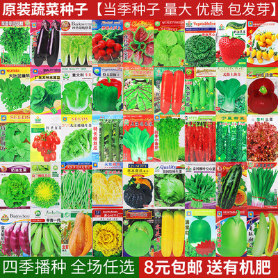 蔬菜种子四季草莓阳台盆栽农家春季黄瓜西瓜辣椒葱生菜香菜种籽孑