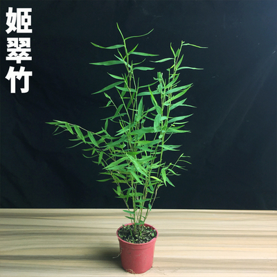 日本姬翠竹 青轴力竹 日本山野草绿植盆栽花卉植物室内办公室水培