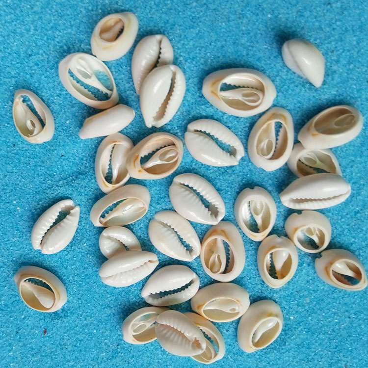 Conch shell Phnom Penh Beckham section Po Lo shell section Punch holes DIY shell Bracelet Material Science Jewelryin the Home accessories , Creative Jewelry , Conch/Shell/Coral category - from Buy2taobao.com to provide professional Taobao agent buy service