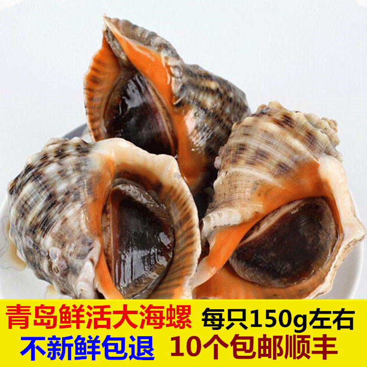 海螺鲜活野生大海螺超大生猛海鲜新鲜贝壳类水产青岛特产10只包邮|ruв категории водной мясо/свежие фрукты и овощи/еда, морепродукты/водные продукты/изделия, моллюски, моллюсков изделия - от Buy2taobao.com для оказания профессиональной услуги покупки агента Taobao