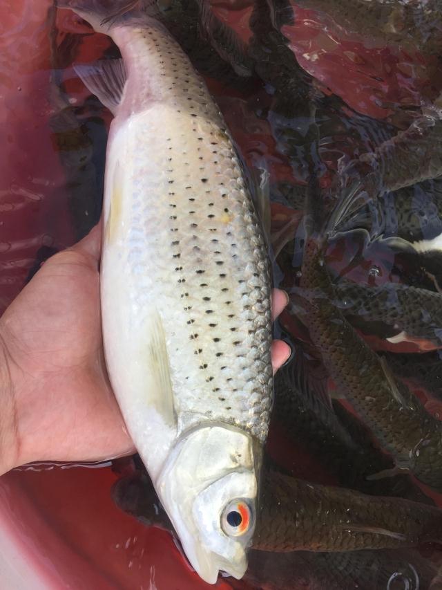 東江赤眼魚紅眼赤眼鳟新鮮河鮮淡水魚無汙染原生態萬綠湖淡水魚在類目 水產肉類/新鮮蔬果/熟食, 海鮮/水產品/製品, 淡水魚類中 - 來自Buy2taobao.com提供專業的淘寶代購服務