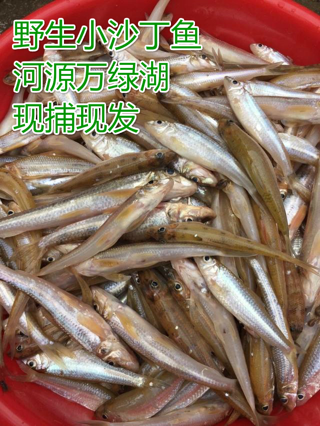 东江 小河鱼 沙丁鱼 新鲜 万绿湖 河鲜 生鲜 客 特价促销原生态在类目 水产肉类/新鲜蔬果/熟食, 海鲜/水产品/制品, 淡水鱼类中 - 来自Buy2taobao.com提供专业的淘宝代购服务