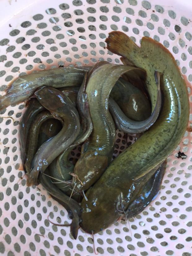 新坑村 河魚 塘鲺魚 營養滋補 新鮮魚 促銷 水産綠色東江客家生態在類目 水產肉類/新鮮蔬果/熟食, 海鮮/水產品/製品, 淡水魚類中 - 來自Buy2taobao.com提供專業的淘寶代購服務