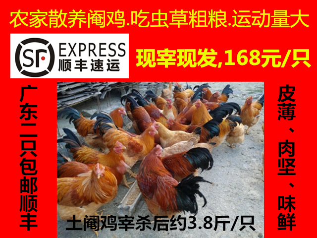 農家散養土雞 閹雞 扇雞 走地 放養 家雞 糧食 草 蟲 沙 滋補生鮮在類目 水產肉類/新鮮蔬果/熟食, 生肉/肉製品, 雞肉類, 整雞中 - 來自Buy2taobao.com提供專業的淘寶代購服務