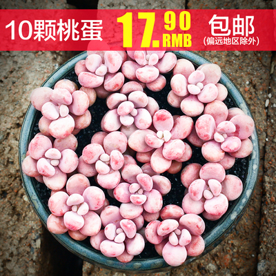 桃蛋10颗多肉植物进口贵货稀有组合盆栽绿植桃之卵多肉萌肉肉包邮