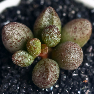 玛丽安水泡多肉植物 多头群生水泡多肉组合绿植盆栽花卉园艺室内