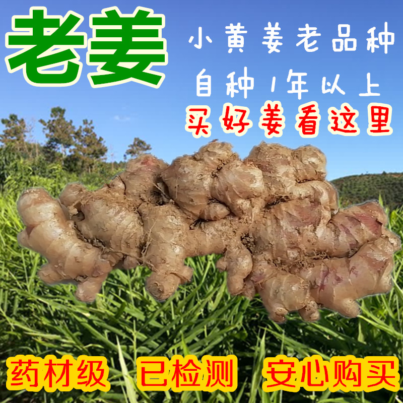 无农残小黄姜老姜5斤包邮 月子姜土姜生姜 自种 新鲜现挖 无硫磺|msdalam kategori daging perikanan/Buah-buahan segar dan sayur-sayuran/dimasak, sayur-sayuran segar/Vegetable Products, Ginger - dari Buy2taobao.com untuk memberikan perkhidmatan ejen Taobao profesional membeli