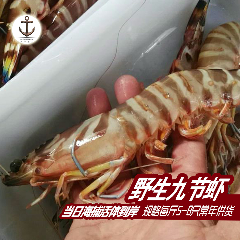 野生\斑节虾\九节虾\竹节虾\大对虾\新鲜鲜活海虾|msdalam kategori daging perikanan/Buah-buahan segar dan sayur-sayuran/dimasak, makanan laut/produk akuatik/produk, udang, udang Live - dari Buy2taobao.com untuk memberikan perkhidmatan ejen Taobao profesional membeli