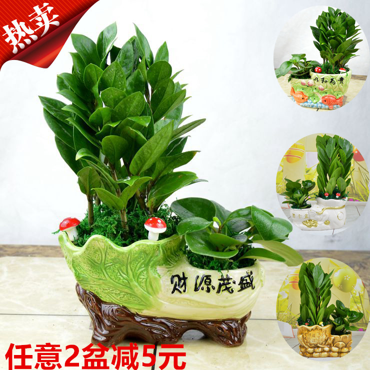 花盛美发财树金钱树肥料专用营养液室内叶子发