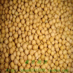农家自产大豆 黄豆500克 可以打豆浆的好豆浆(散装)在类目 粮油米面/南北干货/调味品, 米/面粉/杂粮, 豆类, 黄豆中 - 来自Buy2taobao.com提供专业的淘宝代购服务