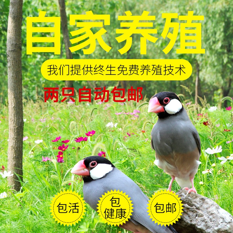 Munia Bai Gray Munia Birds living thing Ornamental bird Pet birds Nestling Hand playing Home breedin the Pet/Pet food and supplies , Birds and supplies , Bird category - from Buy2taobao.com to provide professional Taobao agent buy service