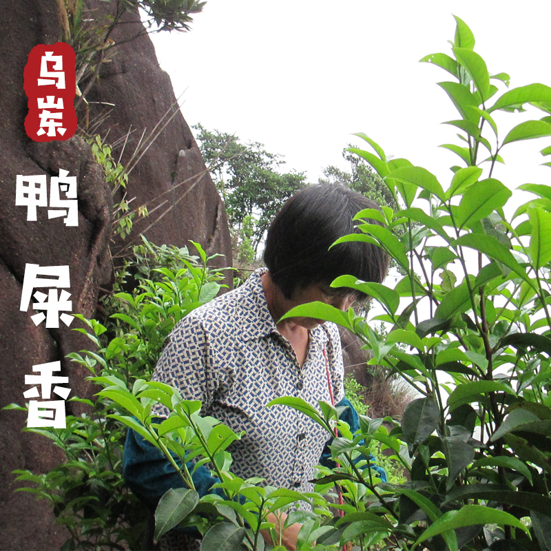 【乌岽鸭屎香】 石壁云雾出好茶 千米海拔高山茶 凤凰单枞茶 70克|msdalam kategori teh, Oolong (baru), Phoenix kelompok tunggal - dari Buy2taobao.com untuk memberikan perkhidmatan ejen Taobao profesional membeli