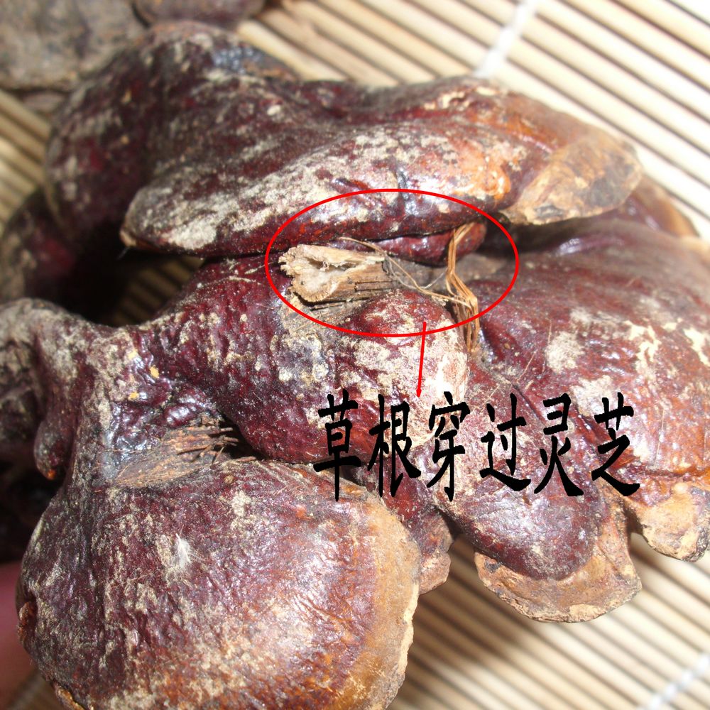 灵芝 野生赤灵芝/赤芝/赤灵芝 正品灵芝 云南灵芝 稍大个灵芝包邮|ruв категории традиционные питательный пища, ганодерма, подрезка ганодерма - от Buy2taobao.com для оказания профессиональной услуги покупки агента Taobao