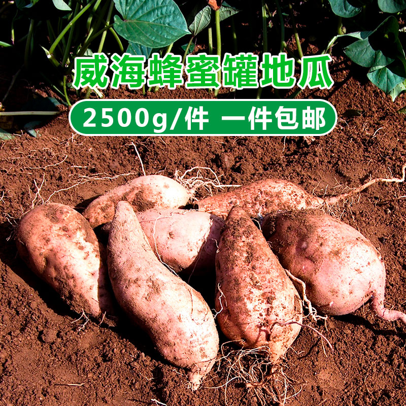 Shandong Rongcheng Mountain Honey pot Sweet potato Fresh sweet potatoes Sweet potato Soft and sparse 5 Weihai specialtyin the Aquatic meat/Fresh fruits and vegetables/Cooked , Fresh vegetables/Vegetable products , Fresh vegetables , Sweet potato category - from Buy2taobao.com to provide professional Taobao agent buy service