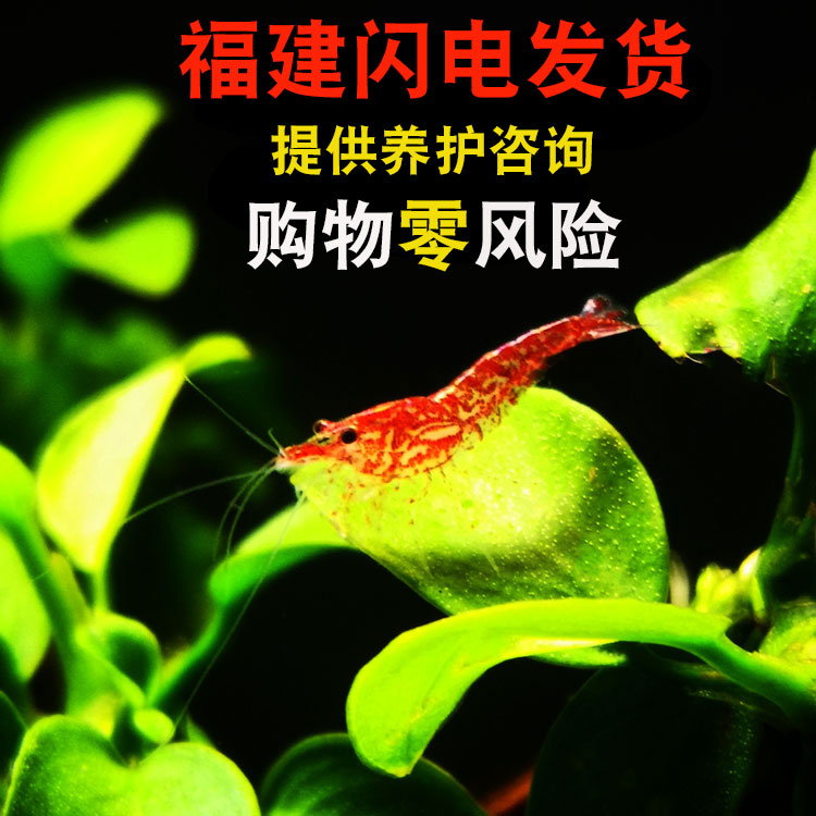 迷你观赏宠物淡水鱼缸水草造景虾火焰玫瑰樱花虾除藻工具非极火虾|ruв категории животное/Животное питание и принадлежностей, аквариум мира, креветки - от Buy2taobao.com для оказания профессиональной услуги покупки агента Taobao
