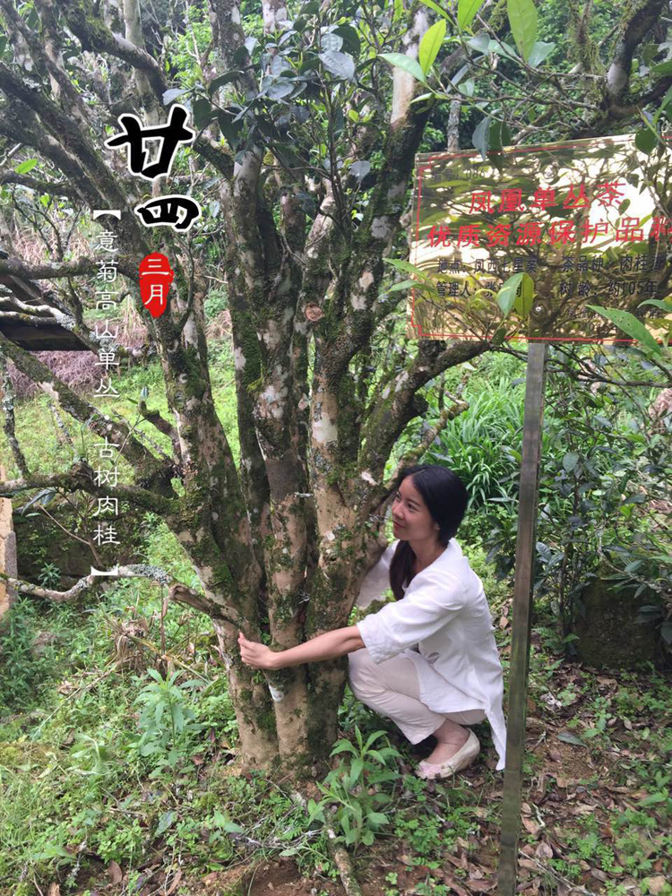 21019 珍稀品种政府认证 乌岽百年树肉桂单丛 意菊单丛 125g在类目 茶, 乌龙茶(新), 凤凰单丛中 - 来自Buy2taobao.com提供专业的淘宝代购服务