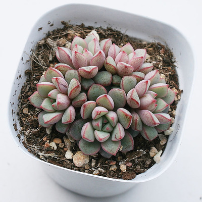 蓝宝石 蓝色 多肉植物 多头群生一物一拍带盆带土发货满额包邮