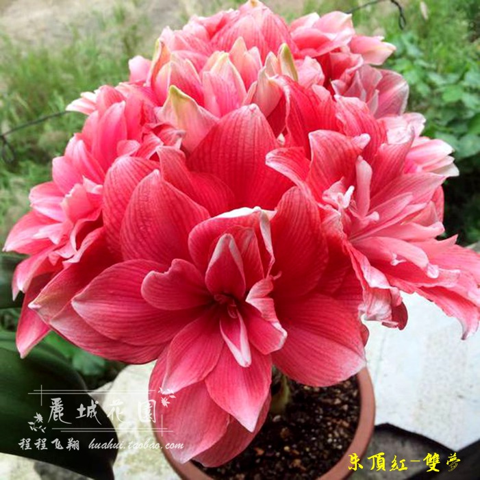 預訂-11月底【雙夢】荷蘭進口朱頂紅種球/多年生球根花卉G350在類目 鮮花速遞/花卉仿真/綠植園藝, 花卉/蔬果/草坪種子(新), 種球中 - 來自Buy2taobao.com提供專業的淘寶代購服務