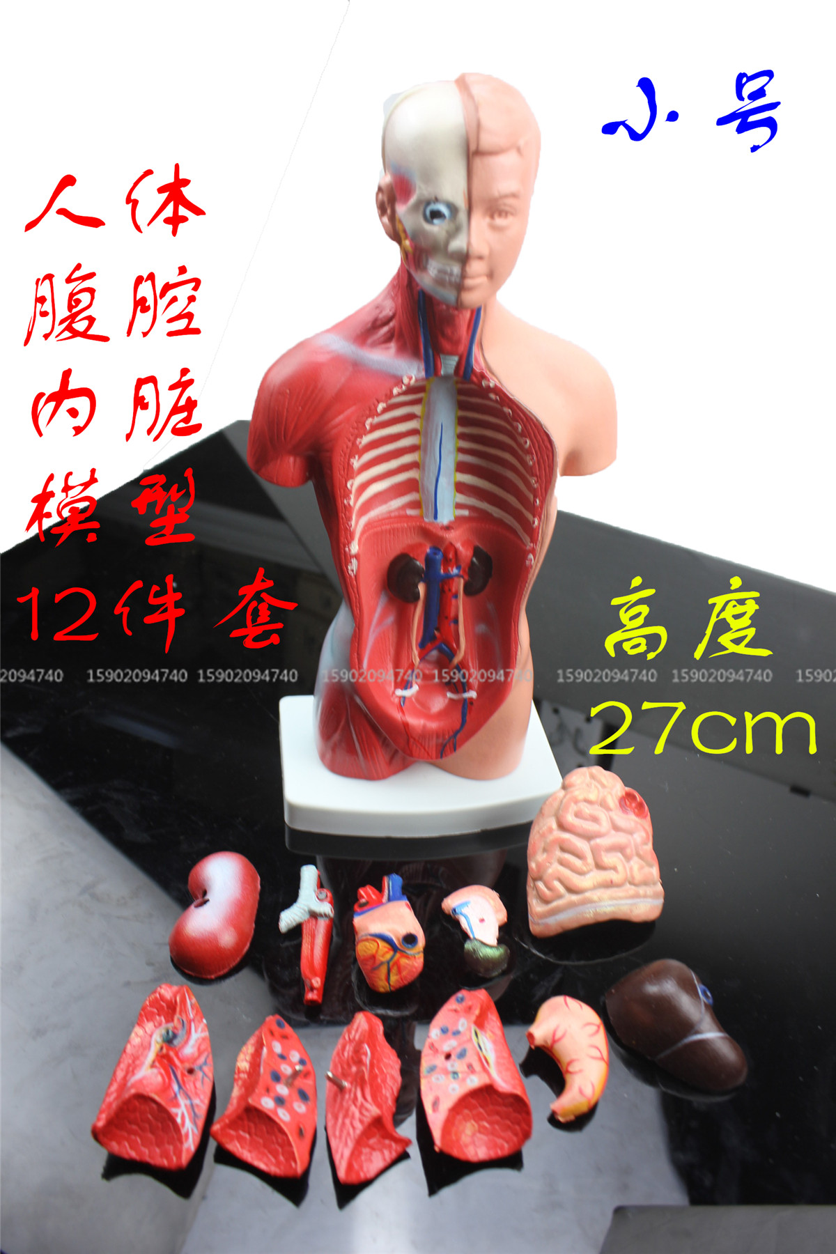 12件套可拆卸医学腹腔内脏器官心脏系统结构人体躯干解剖教学模型在类目 玩具/童车/益智/积木/模型, 静态模型, 其他模型玩具中 - 来自Buy2taobao.com提供专业的淘宝代购服务