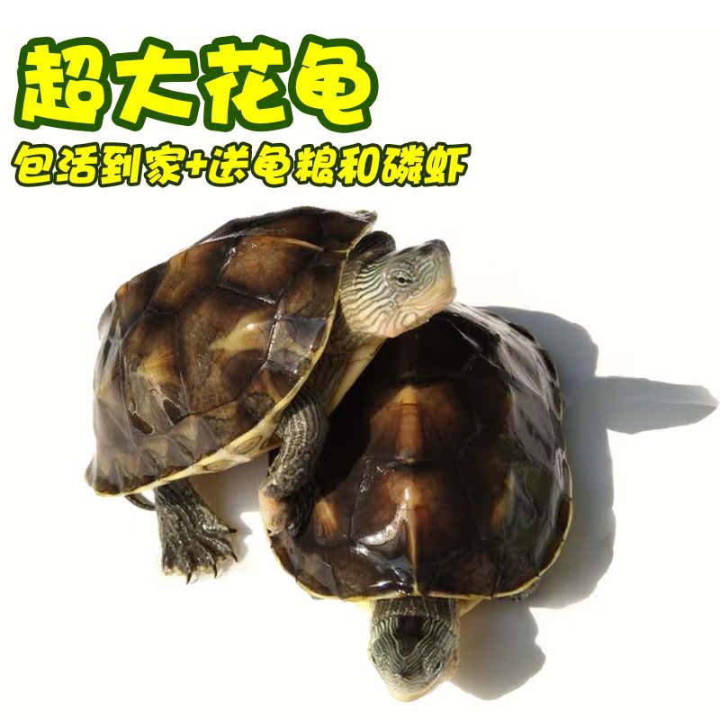 乌龟活物稀有台湾珍珠龟苗草龟苗长寿龟小宠中华花龟活体超大陆龟|msdalam kategori haiwan peliharaan/makanan haiwan dan bekalan, Aquarium World, penyu/penyu - dari Buy2taobao.com untuk memberikan perkhidmatan ejen Taobao profesional membeli