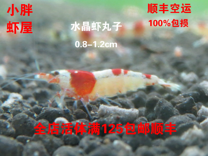 水晶虾丸子 红白丸子水晶虾 观赏虾活体 满30只顺丰包邮 小胖虾屋在类目 宠物/宠物食品及用品, 水族世界, 虾中 - 来自Buy2taobao.com提供专业的淘宝代购服务