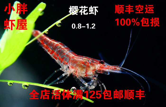 樱花虾活体 观赏虾活体 樱花虾观赏虾 除藻虾 工具虾 小胖虾屋|ruв категории животное/Животное питание и принадлежностей, аквариум мира, креветки - от Buy2taobao.com для оказания профессиональной услуги покупки агента Taobao