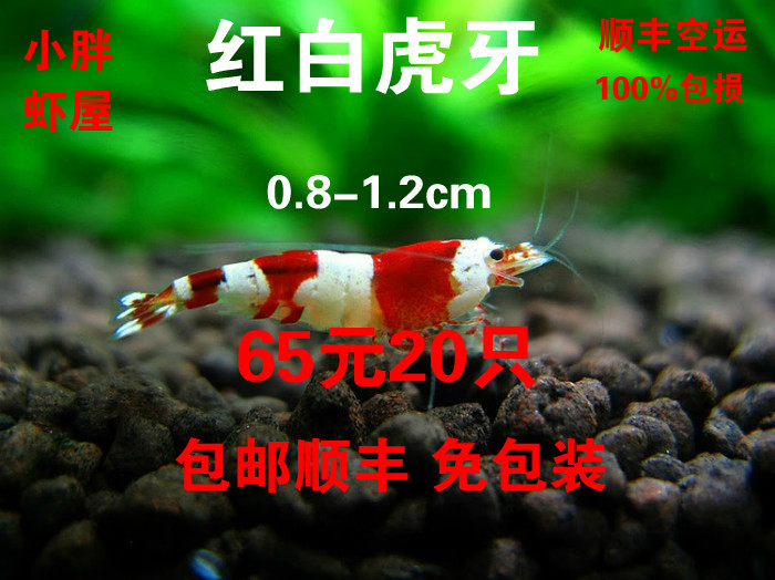 红白水晶虾练手 活体观赏虾 免邮65元20只包邮 宠物虾小胖虾屋在类目 宠物/宠物食品及用品, 水族世界, 虾中 - 来自Buy2taobao.com提供专业的淘宝代购服务