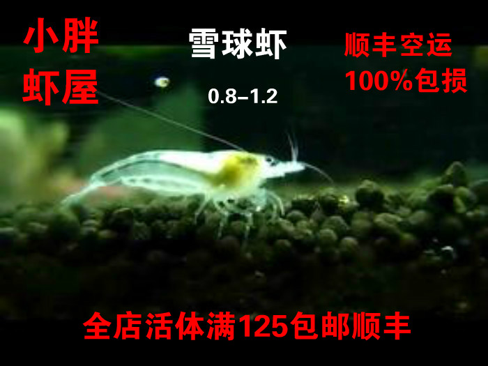 观赏虾雪球虾 白玉虾 白珍珠米虾 宠物虾 观赏虾活体 小胖虾屋在类目 宠物/宠物食品及用品, 水族世界, 虾中 - 来自Buy2taobao.com提供专业的淘宝代购服务