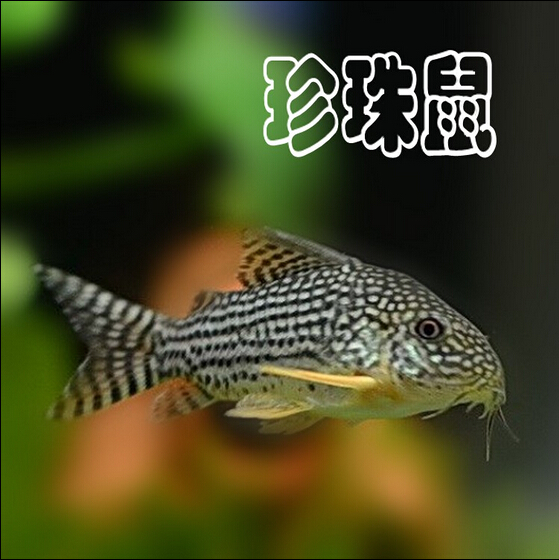黄翅珍珠鼠 金翅珍珠鼠鱼 热带鱼 活体观赏除藻鱼 工具鱼 底栖鱼在类目 宠物/宠物食品及用品, 水族世界, 鱼中 - 来自Buy2taobao.com提供专业的淘宝代购服务