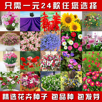 四季播花种子 庭院景观室内阳台盆栽易活花卉种子 春播种子包邮