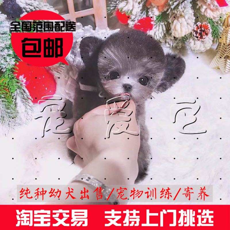 純種茶杯泰迪長不大幼犬紅色灰色貴賓泰迪犬活體幼犬灰茶寵物狗狗在類目 寵物/寵物食品及用品, 寵物生活服務, 寵物訓練中 - 來自Buy2taobao.com提供專業的淘寶代購服務