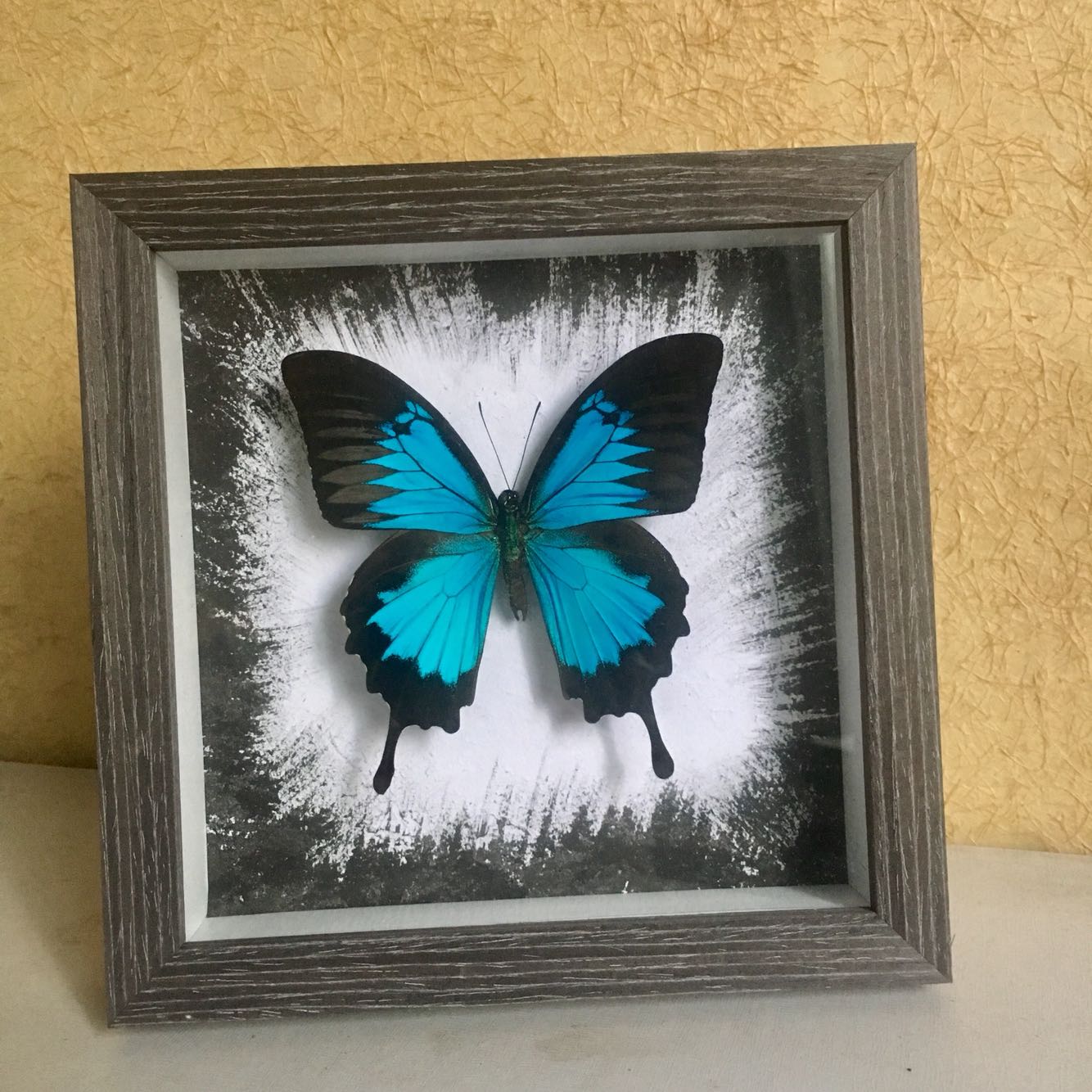 Special Offer butterfly specimen hero Papilio Australia Imported Mother's Day originality gift solid woodin the Festive supplies/Gift , Other Festival Gifts category - from Buy2taobao.com to provide professional Taobao agent buy service