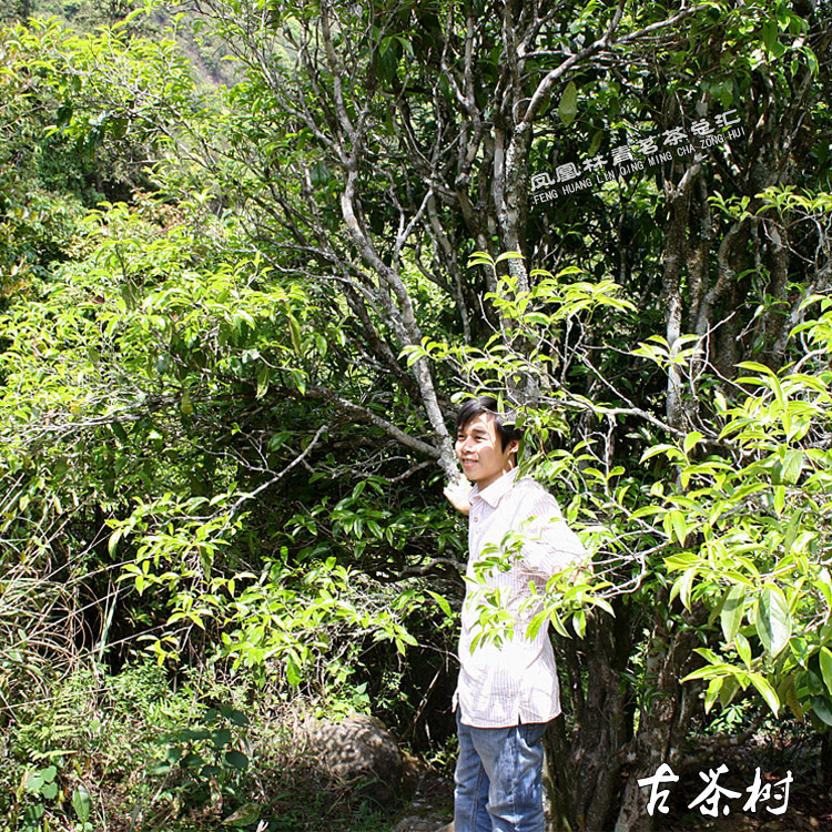 凤凰单丛茶 炭焙 老丛 八仙茶在类目 茶, 乌龙茶(新), 凤凰单丛中 - 来自Buy2taobao.com提供专业的淘宝代购服务