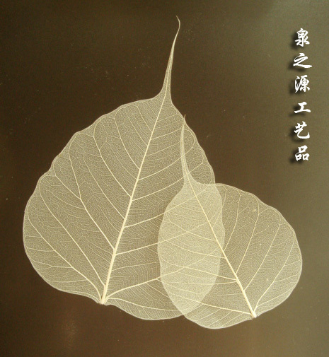A级菩提叶脉标本DIY干花贺卡墙贴佛教吉祥物环保书签押花材料在类目 家居饰品, 花瓶/花器/仿真花/仿真饰品, 干花/花瓣/干花包/干树枝中 - 来自Buy2taobao.com提供专业的淘宝代购服务