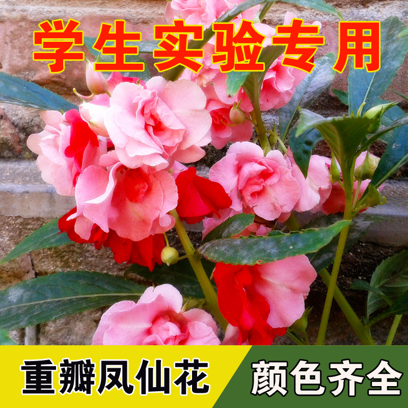 Balsamine Seeds Henna balcony Potted plant flowers and plants Four seasons Colorful Flower Camellia Impatiens student Flower seedsin the Flower delivery/Flowers simulation/Plants gardening , Flowers/Fruits and vegetables/Lawn seed (New) , Home & Garden Seeds category - from Buy2taobao.com to provide professional Taobao agent buy service