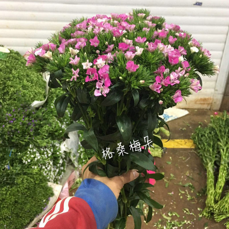 鲜花相思梅直批鲜切花相思梅石竹梅紫色白色青梅百搭配花在类目 鲜花速递/花卉仿真/绿植园艺, 鲜花速递(同城)中 - 来自Buy2taobao.com提供专业的淘宝代购服务