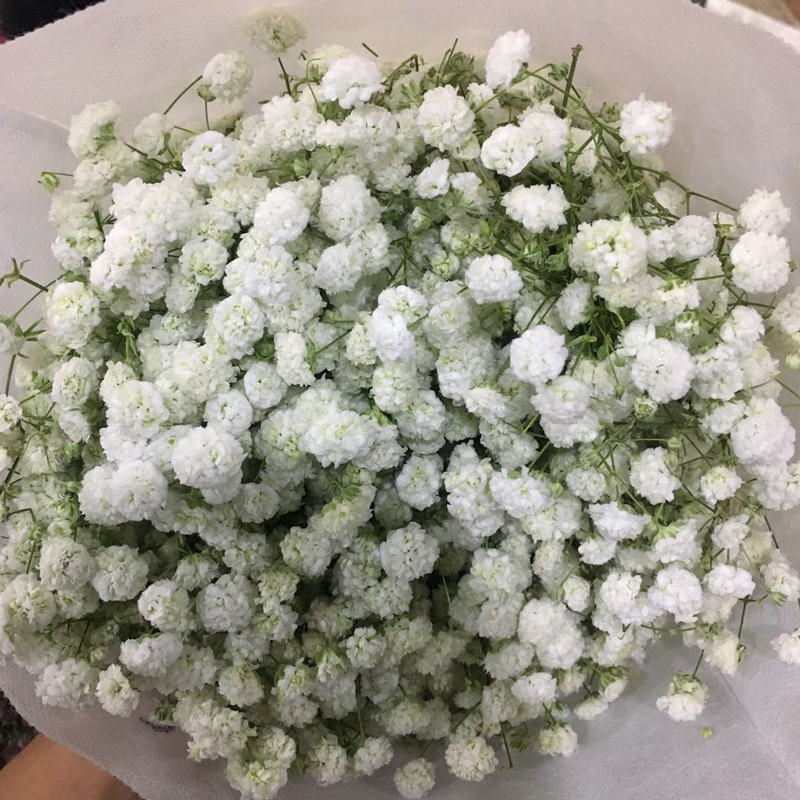 新鮮白色滿天星幹花制作七夕情人節婚慶節日石頭花配白色花滿天星在類目 鮮花速遞/花卉仿真/綠植園藝, 鮮花速遞(同城)中 - 來自Buy2taobao.com提供專業的淘寶代購服務