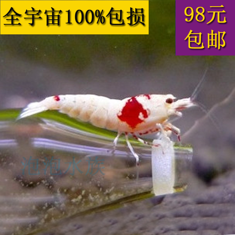 自家繁殖品质高端 辉煌级别 厚白SS级水晶虾 观赏虾 宠物虾在类目 宠物/宠物食品及用品, 水族世界, 虾中 - 来自Buy2taobao.com提供专业的淘宝代购服务