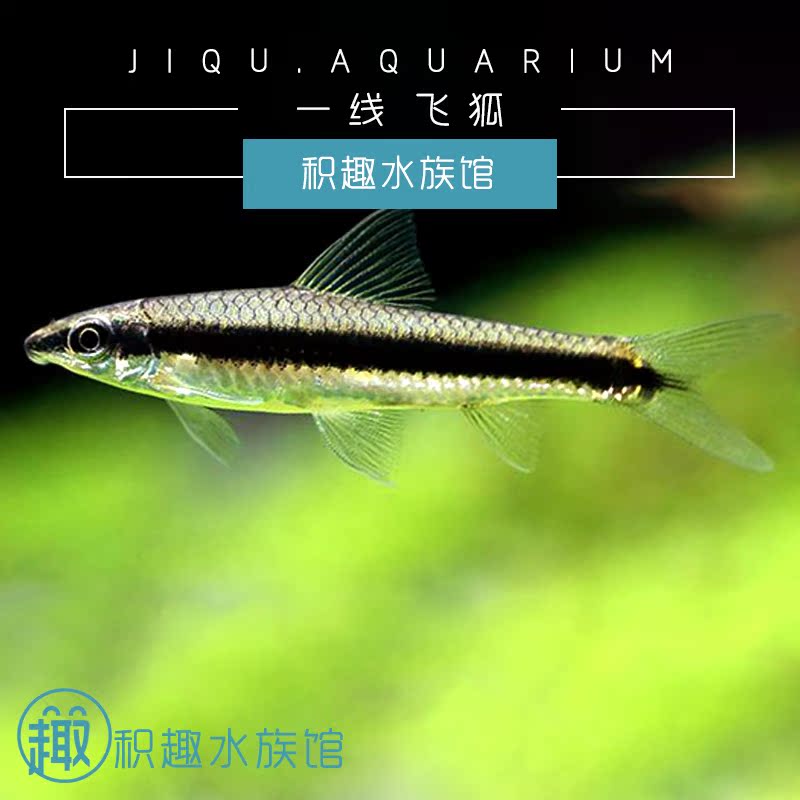 黑线飞狐 小型热带淡水一线工具鱼除藻观赏宠物鱼活体鱼 优质推荐在类目 宠物/宠物食品及用品, 水族世界, 鱼中 - 来自Buy2taobao.com提供专业的淘宝代购服务