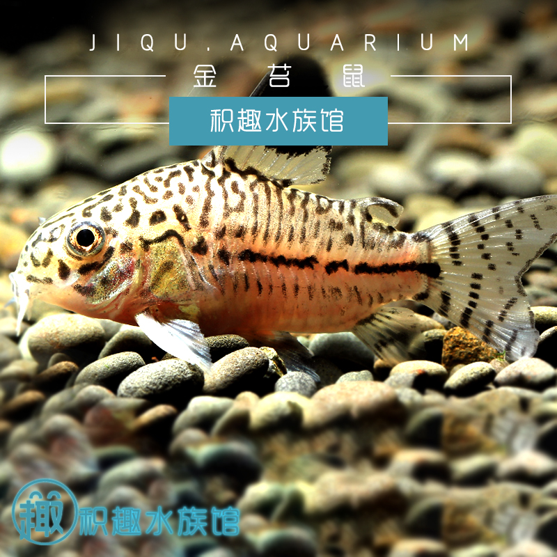 茉莉豹鼠 底栖清道夫淡水草缸翻砂底清洁观赏宠物鱼活体满额包邮在类目 宠物/宠物食品及用品, 水族世界, 鱼中 - 来自Buy2taobao.com提供专业的淘宝代购服务