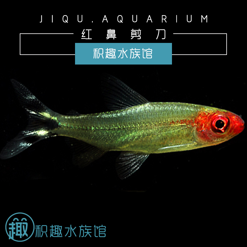 Red Nose Scissors small-scale Tropical Aquatic herb freshwater Watch living thing The reported loss FULLin the Pet/Pet food and supplies , Aqua World , Fish category - from Buy2taobao.com to provide professional Taobao agent buy service