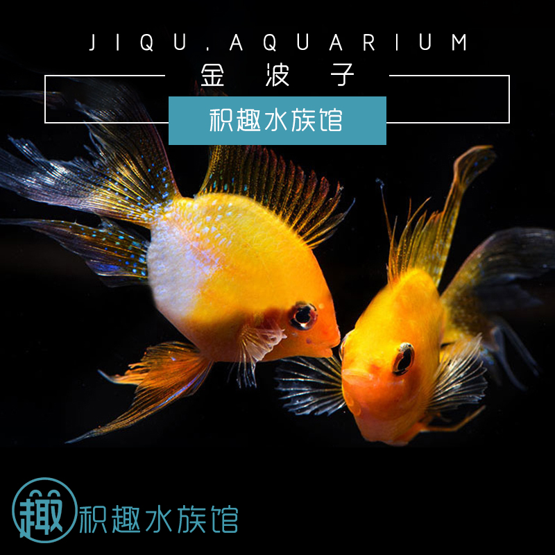 金波子凤凰 宠物活体皮卡丘热带淡水观赏鱼包圆包活报损满额包邮在类目 宠物/宠物食品及用品, 水族世界, 鱼中 - 来自Buy2taobao.com提供专业的淘宝代购服务