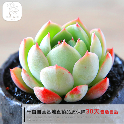 绿野园艺|水晶  多肉植物花卉办公室组合防辐射多肉绿植盆栽