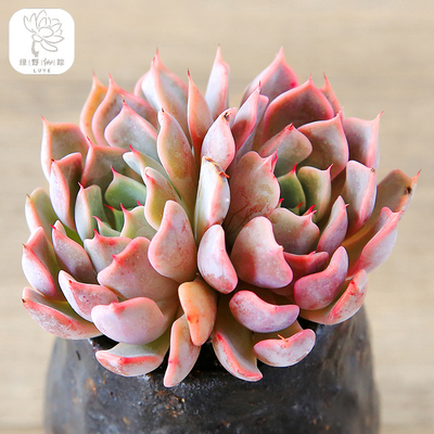 绿野园艺|进口粉爪  多肉植物办公室组合绿植防辐射多肉绿植盆栽