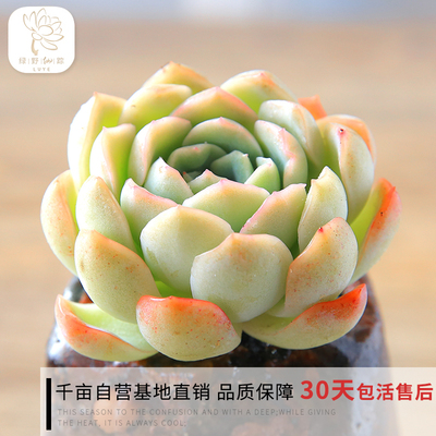 绿野园艺|莎莎女王 多肉植物 办公室组合 防辐射多肉绿植盆栽