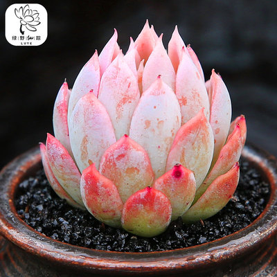 绿野园艺|紫罗兰女王  多肉植物创意花卉防辐射多肉办公盆栽肉肉