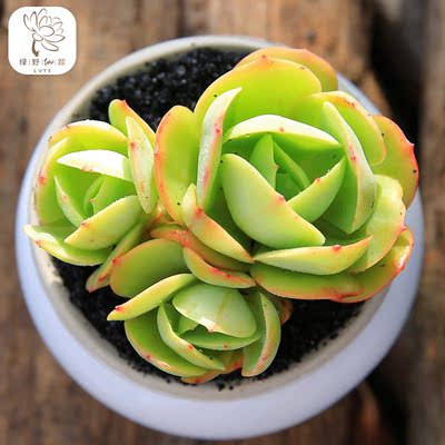 绿野园艺|鸡蛋碧桃群生 多肉植物办公创意花卉防辐射多肉组合盆栽