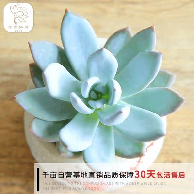 绿野园艺|霜之朝 多肉植物 办公室防辐射组合式多肉绿植盆栽花