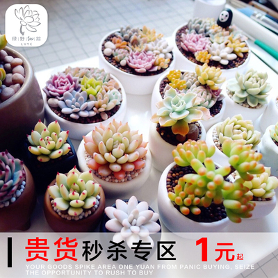 绿野园艺|中高端多肉植物多肉组合绿植办公创意盆栽花卉满额包邮