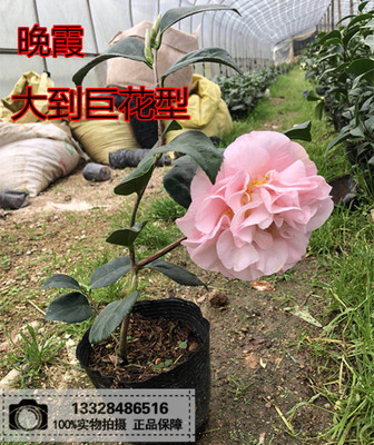 00  10折 已售出:879 件 分类:花卉 青青茶花园 ￥23.